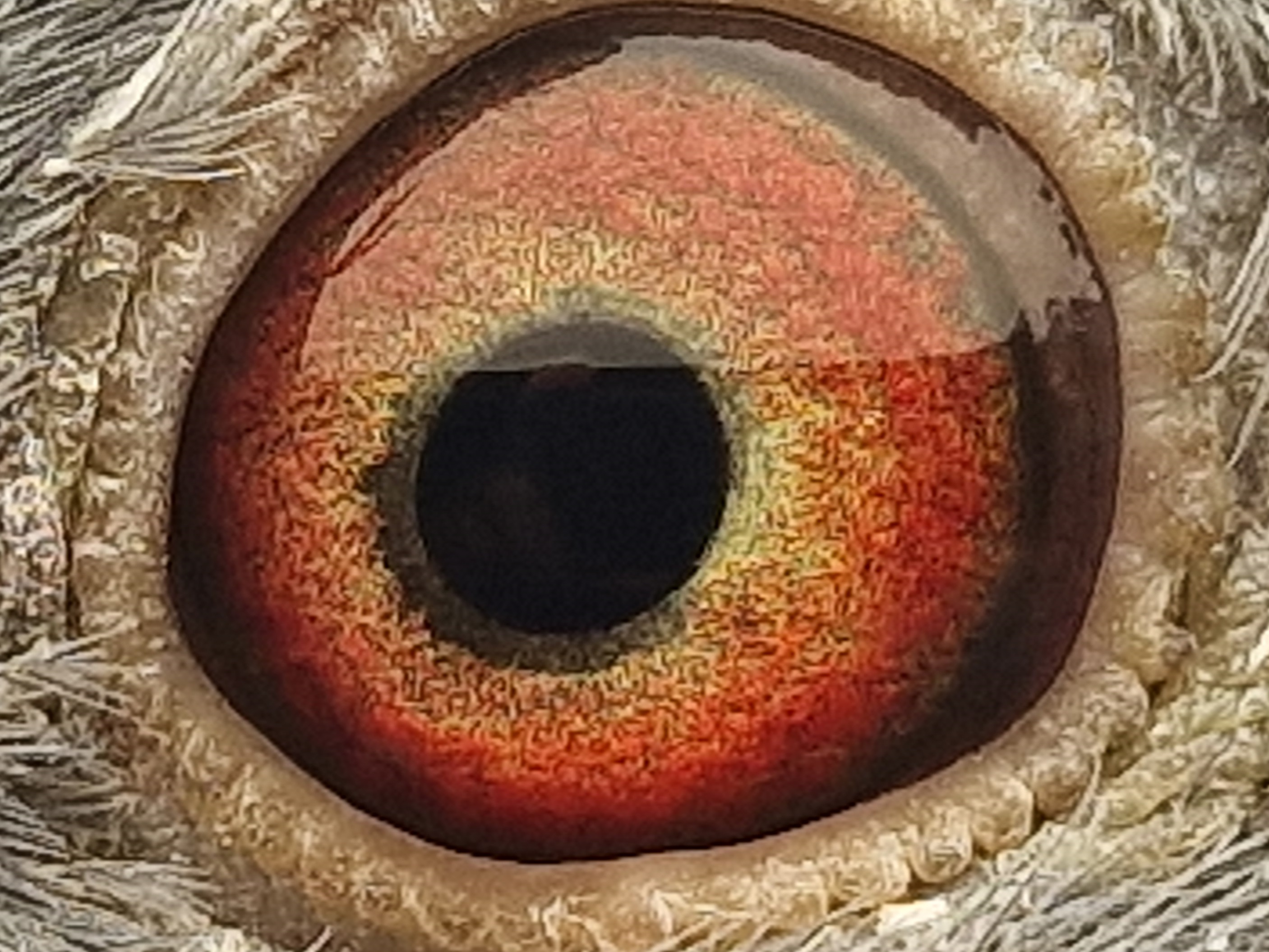 Pigeon eye